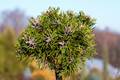 Pinus mugo Pluto IMG_2764 Sosna kosodrzewina